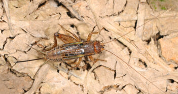 A Robust Ground Cricket standing on a tan surface.