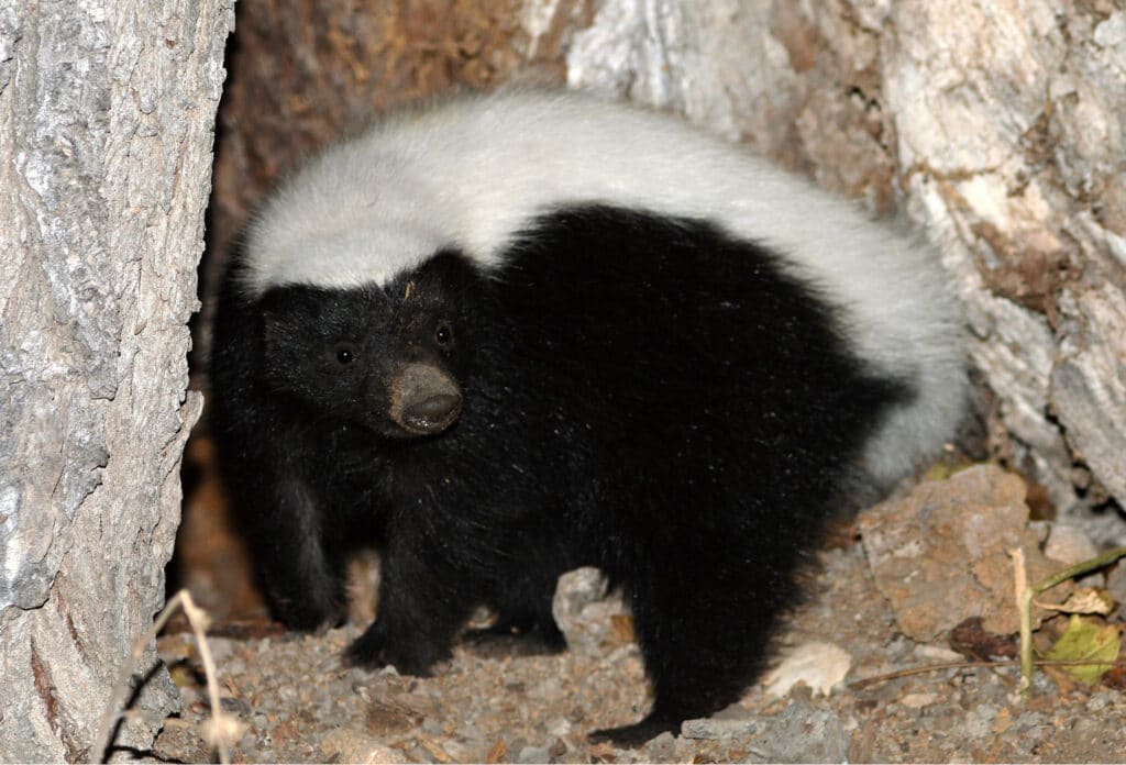 Side view of an American Hog-nosed Skunk. Its head is facing the camera.