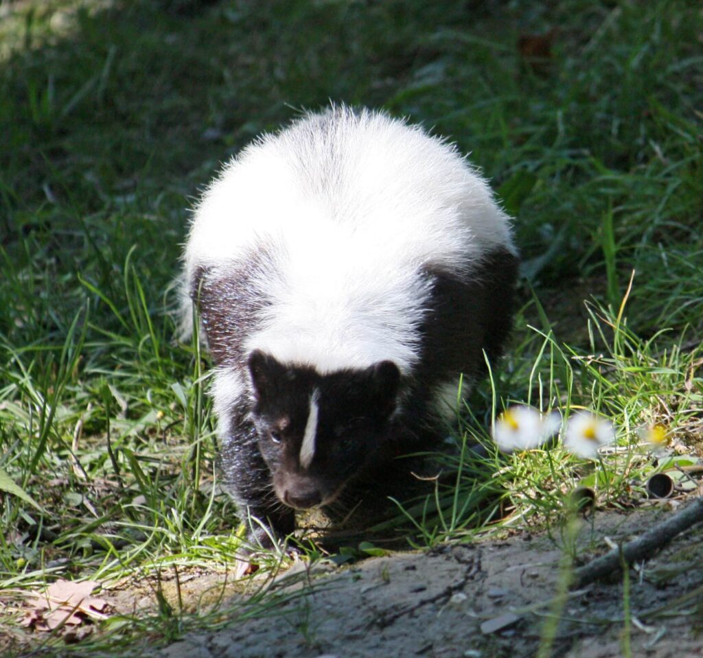 Hooded Skunk standing on the ground facing the camera.