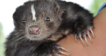 Close up of a Striped Skunk being held in someone's arms.