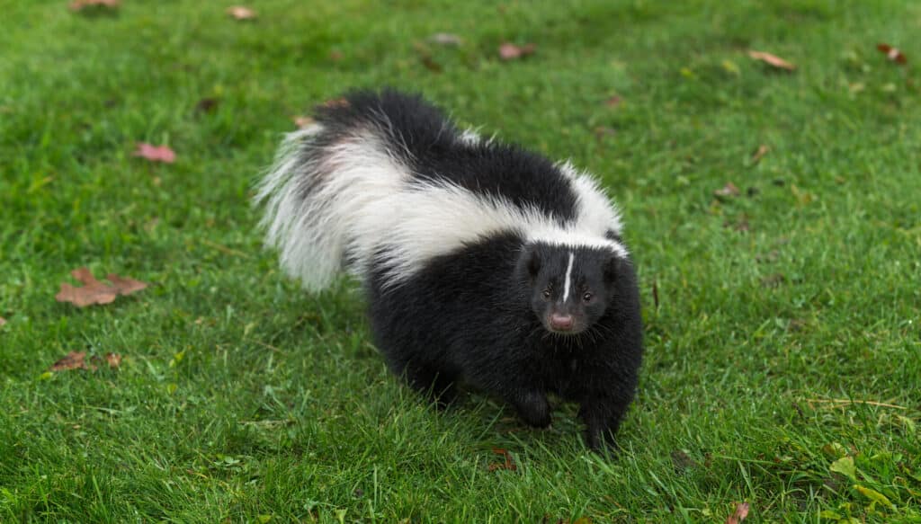 Striped Skunk standing on short, green grass facing the camera.