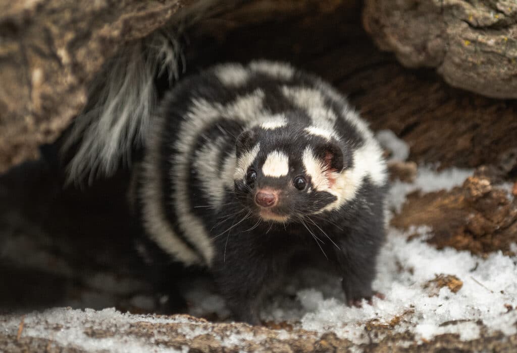 Western Spotted Skunk standing in front of an opening between boulders, possibly its den. It's facing the camera.
