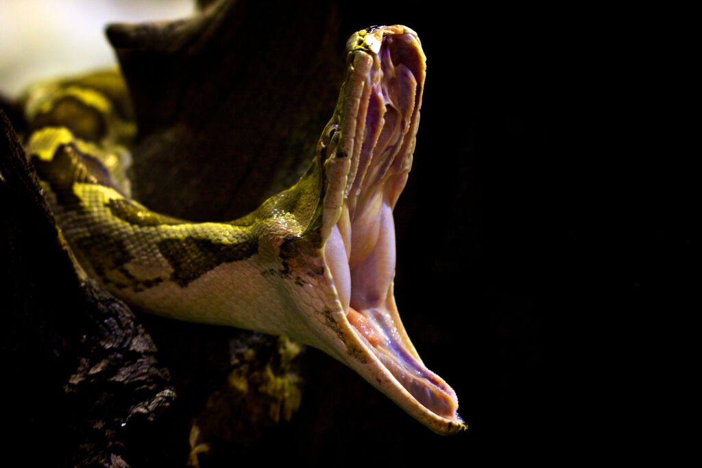 Indian Python with large mouth wide open as it yawns.