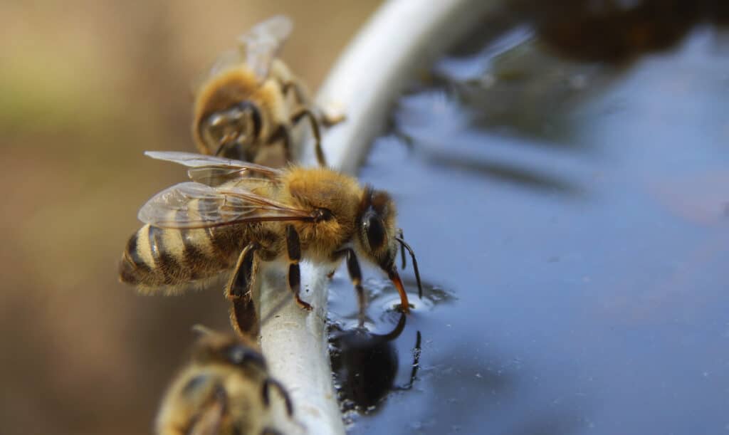 A Honeybee is drinking water from a bowl and two others are beside her.