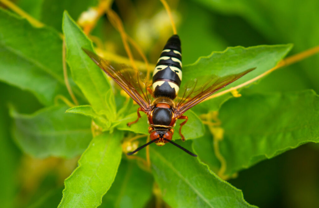 A Cicada Killer Wasp is standing on green leaves facing the camera. As seen from above.