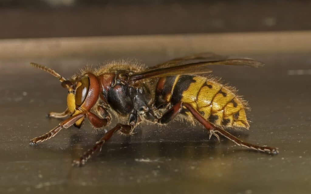 A European Hornet is standing sideways on a shiny, flat, brown surface.
