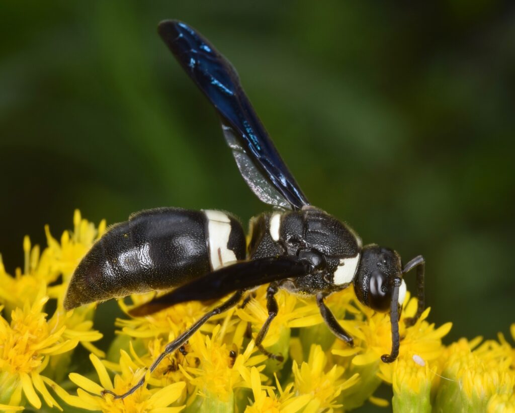 A Four-toothed Mason Wasp is standing on yellow flowers, as seen from the side.