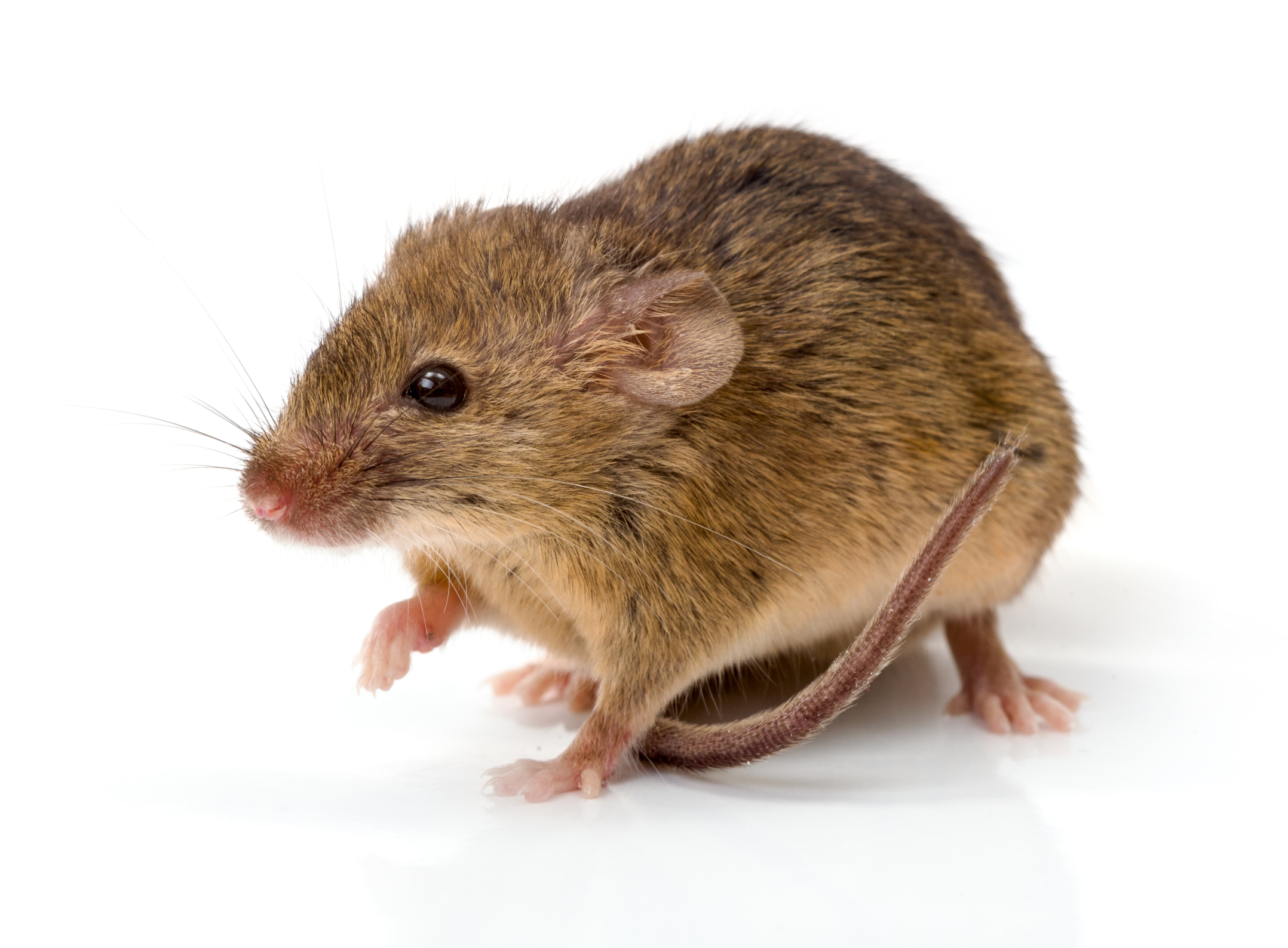 Diversity Among Similar looking Small Rodents Diversity Among Similar looking Small Rodents