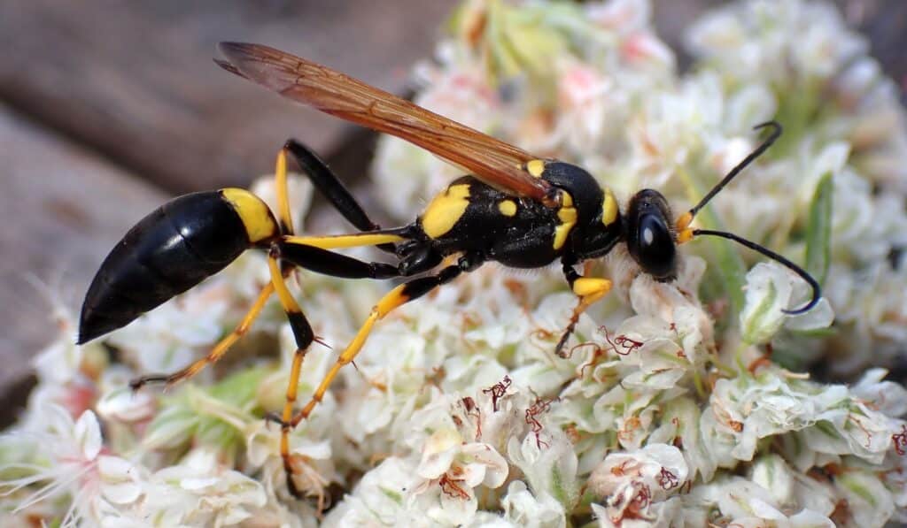 A Mud Dauber is standing on white flowers.