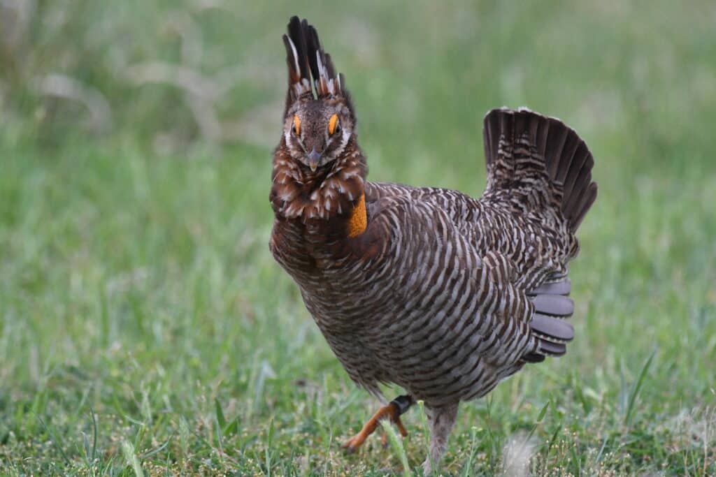 Attwater's Greater Prairie Chicken facing the camera and standing on grassy ground.