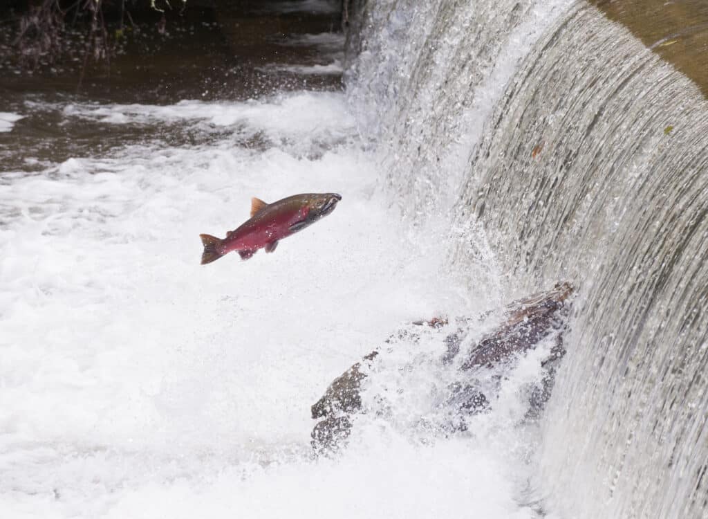 Coho Salmon jumping upstream just below a waterfall.