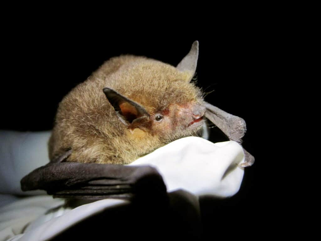 Gray Bat held in the white-gloved hand of a researcher.