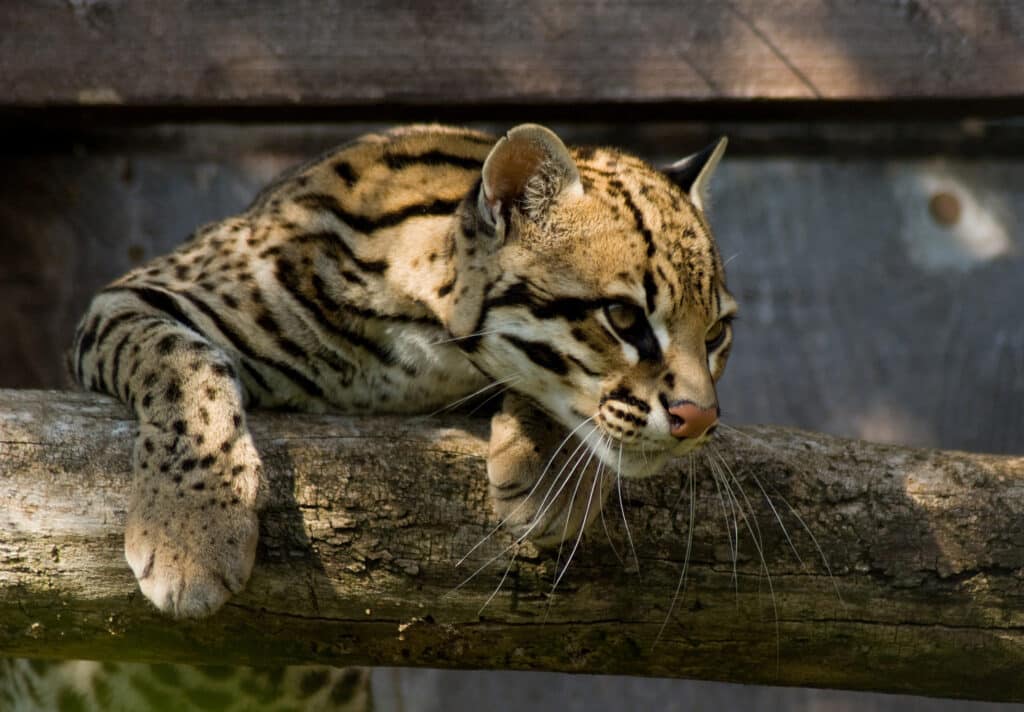 Front side view of an Ocelot. It's clinging to a horizontal surface that looks like a log.