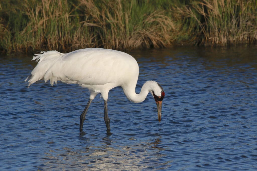 Whooping Crane standing in water with bill pointed down into it. Tall grasses are in the background.