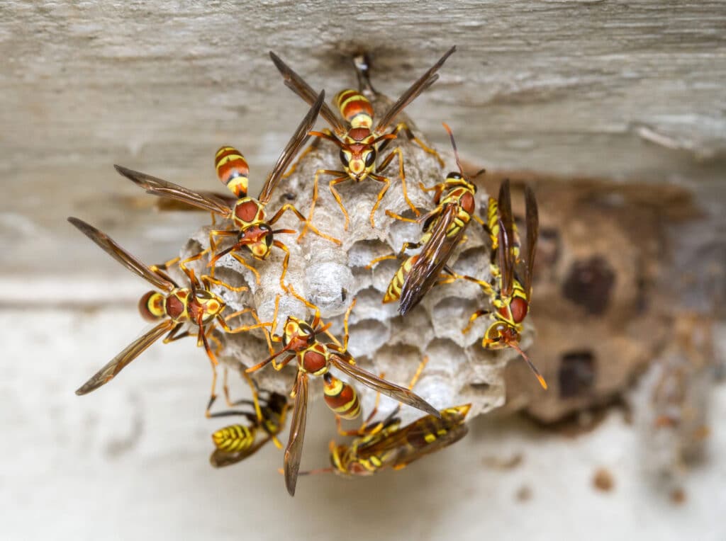 Eight paper wasps cling to a small nest that has several cells open and others that are sealed. 