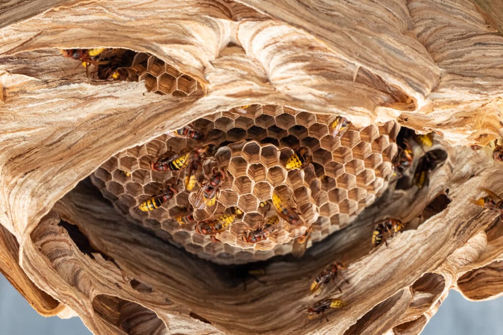 Large hornet's nest with papery outer cover torn partly away, exposing dozens of cells within.
