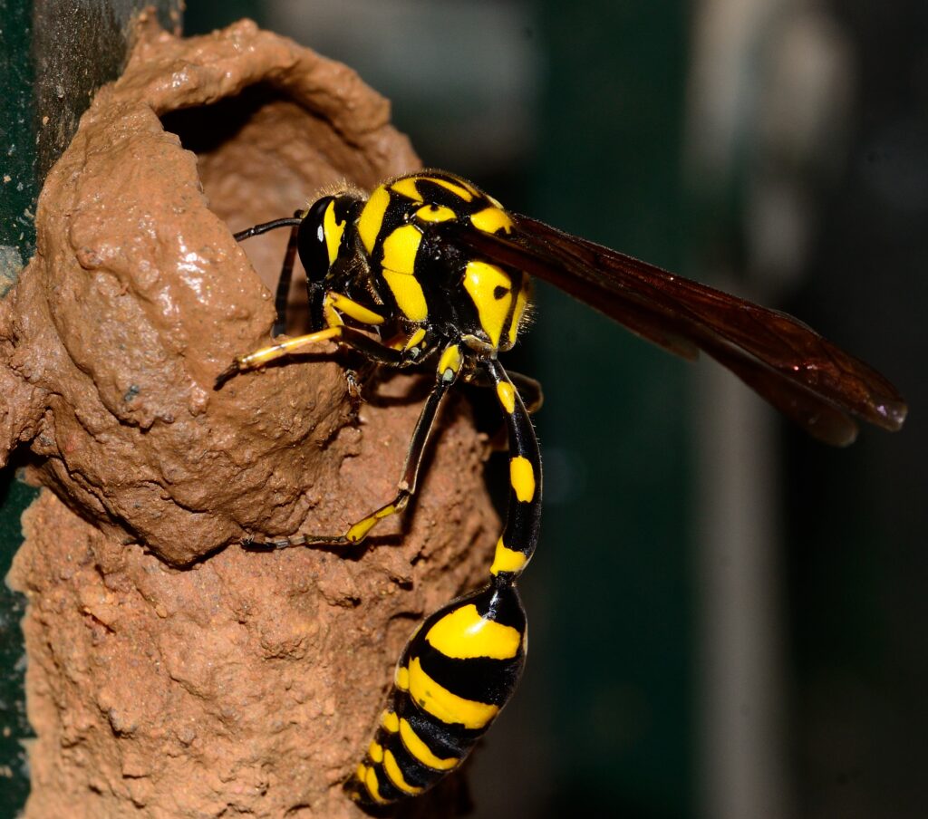 A potter wasp shaping the front of a circular mud nest.