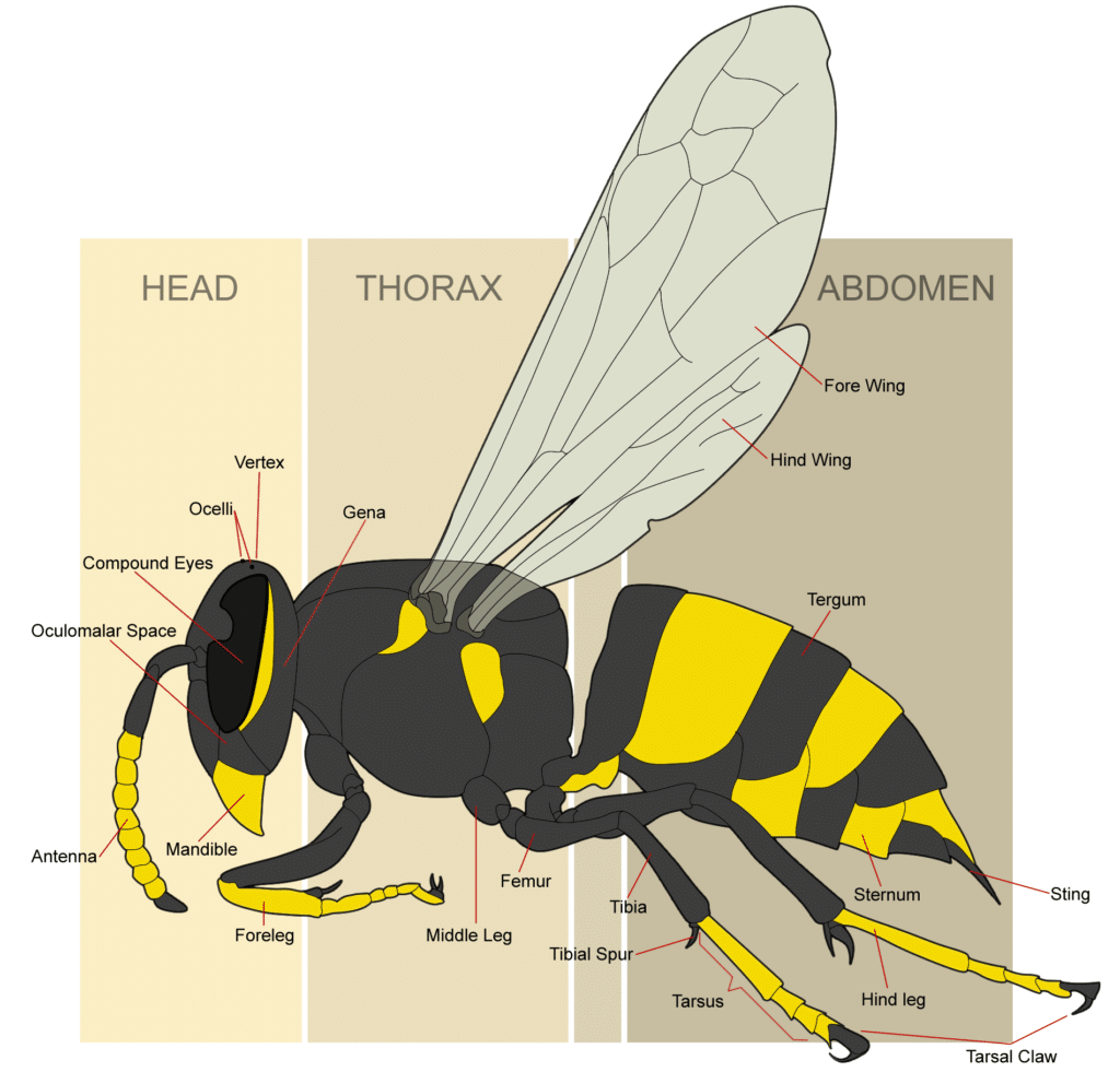Color illustration of a wasp queen, as seen from the side, with labels pointing to various body parts.