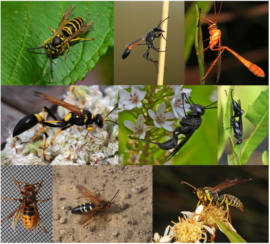 A collage of photos of nine different wasps.