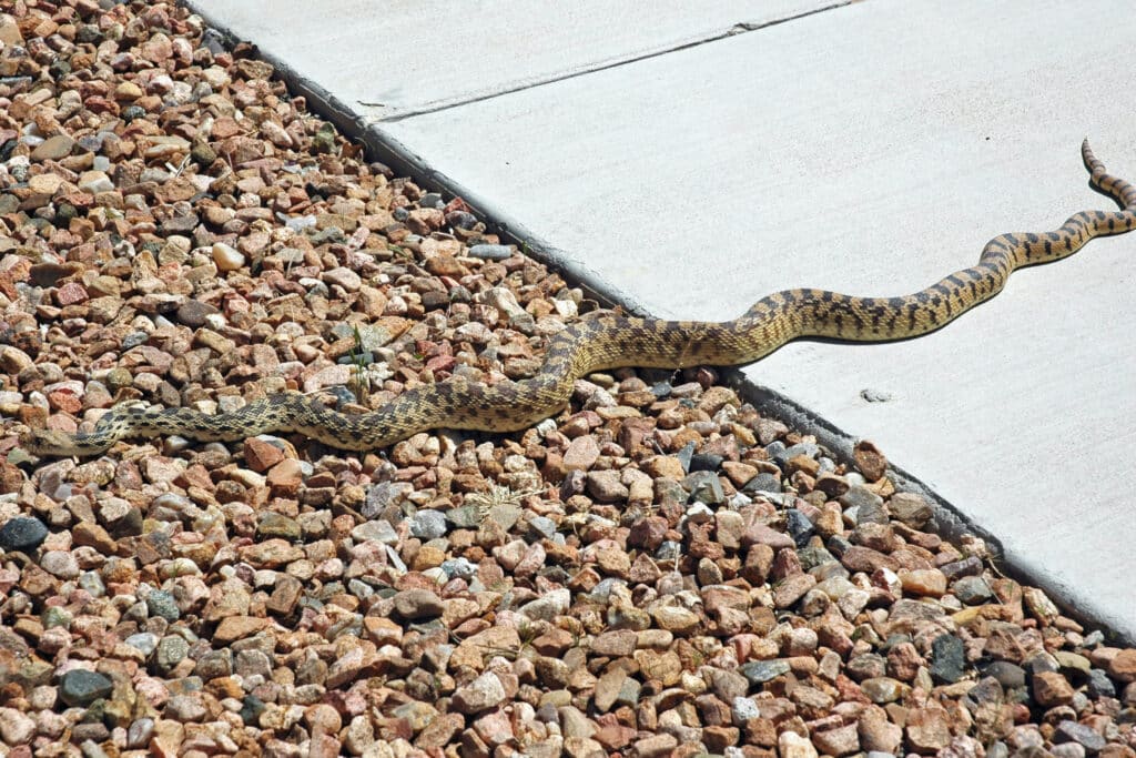 A Bullsnake is stretched out as it moves across concrete and gravel.