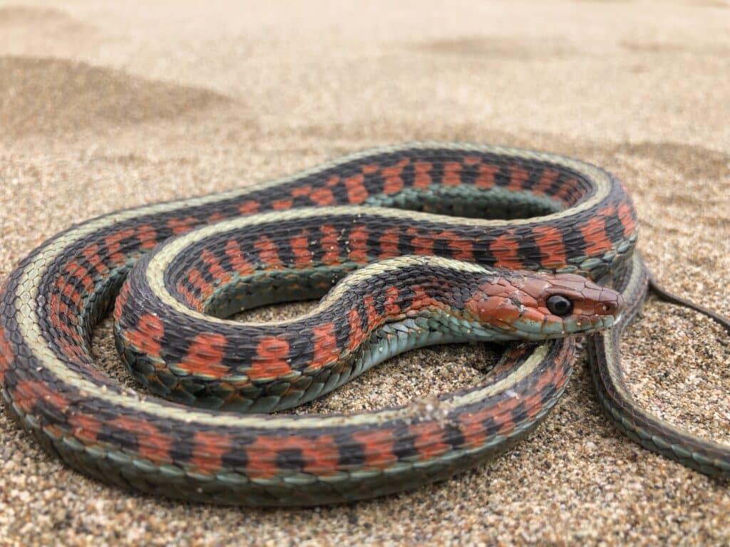 A California Garter Snake is coiled and resting on a sandy surface.