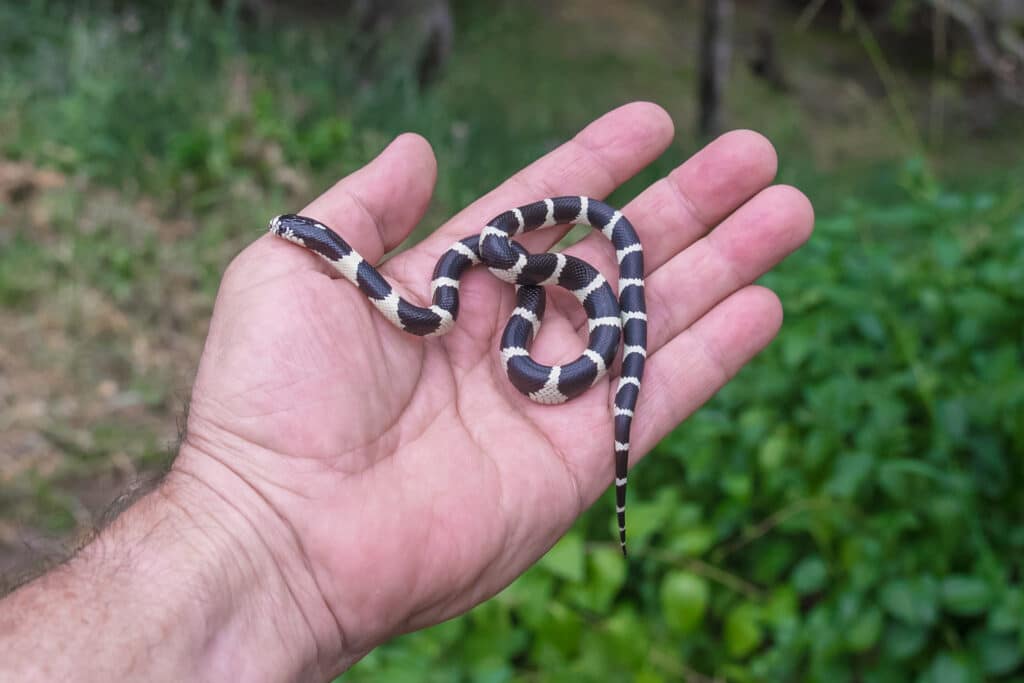 A baby California King Snake is lying on the palm of a person's hand.