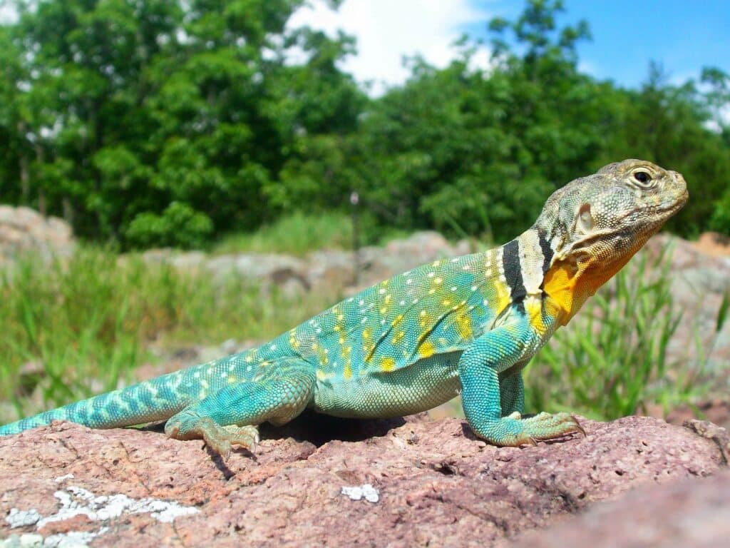 Side view of a Common Collared Lizard standing on a rock.