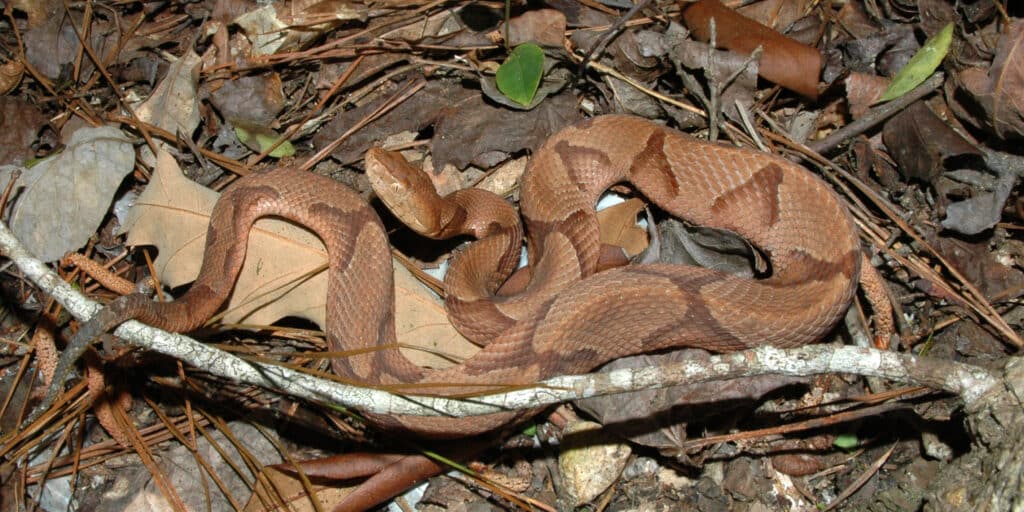 A Copperhead Snake is curled up on a bed of dried leaves and pine needles.