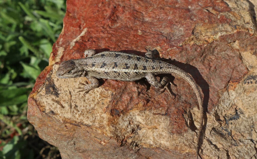 An Eastern Fence Lizard is standing on a reddish-colored rock.