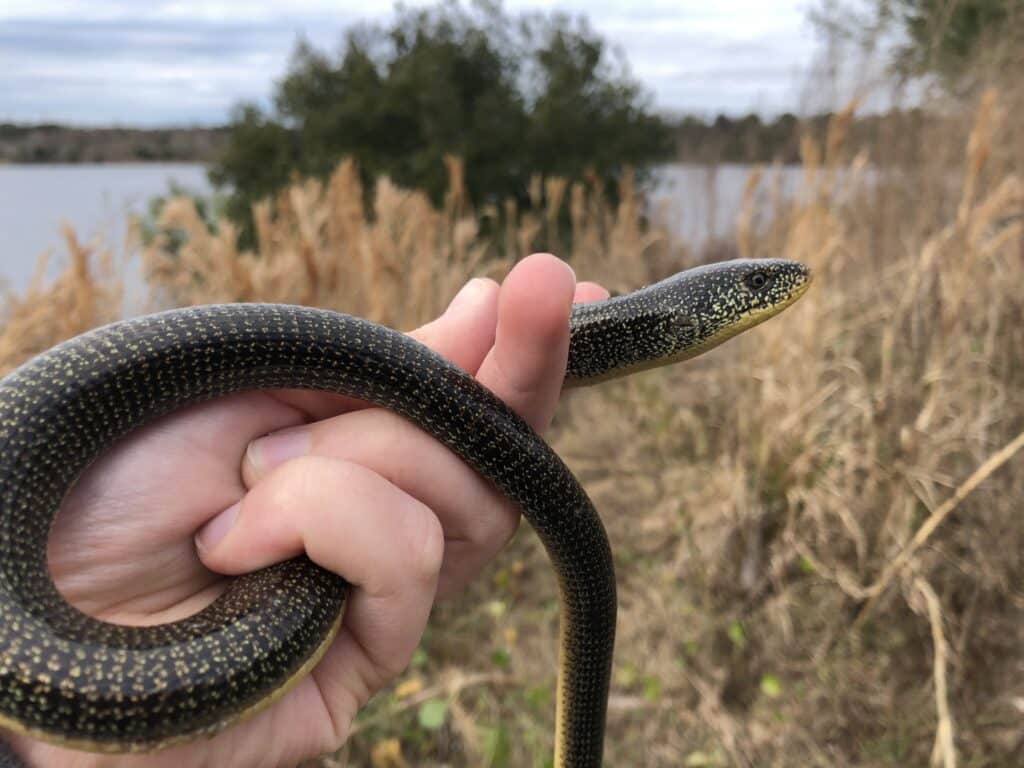 A small Eastern Glass Lizard is being held in the hand of a person.