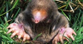 An Eastern Mole is shown facing the camera at the entrance of its tunnel.