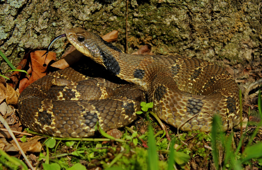 An Eastern Hognose Snake is lying curled up on the ground.