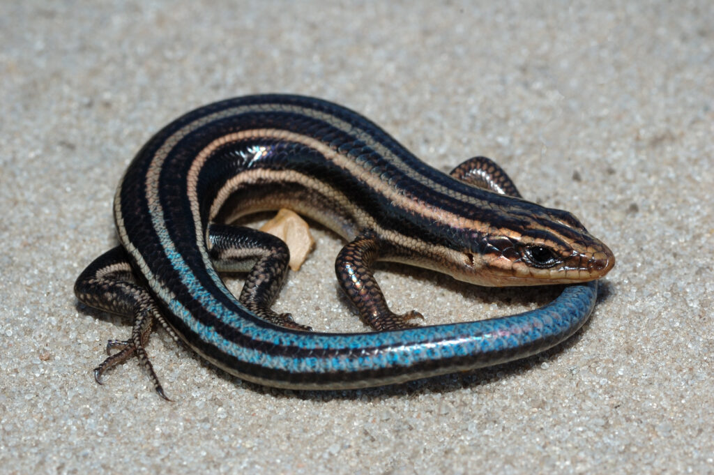 A Five-lined Skink is sstanding on a sandy surface.