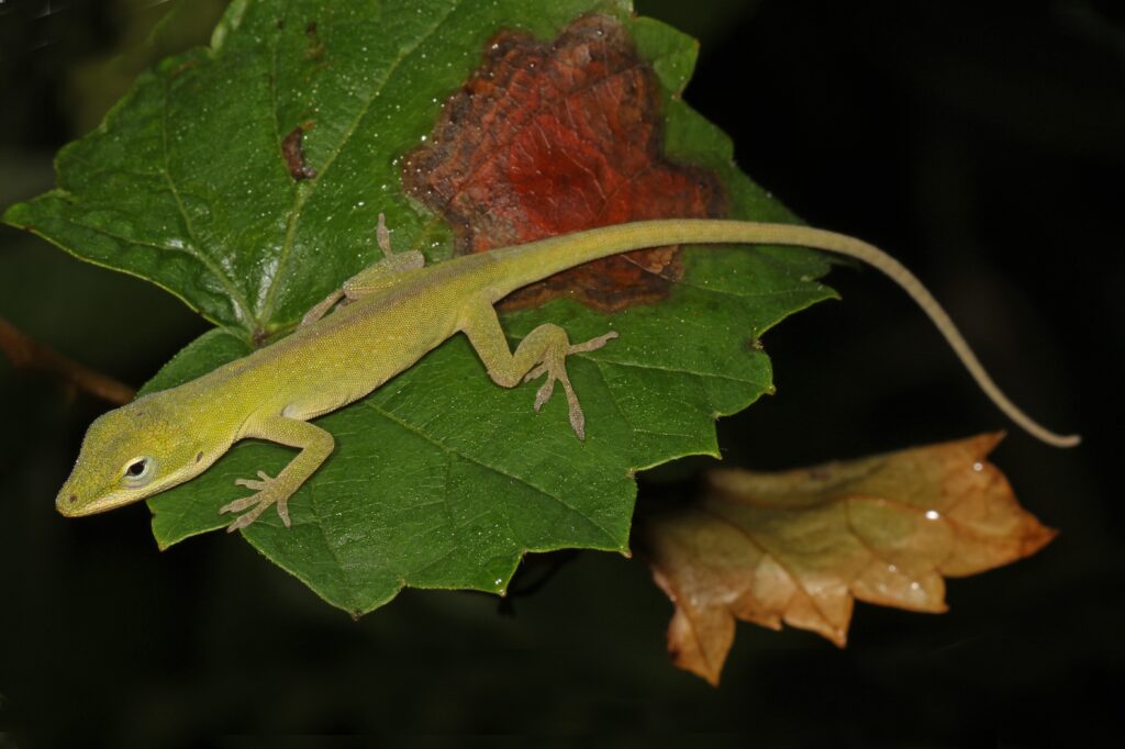 A Green Anole is standing on a large green leaf.