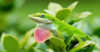 A Green Anole is standing on a green leaf.