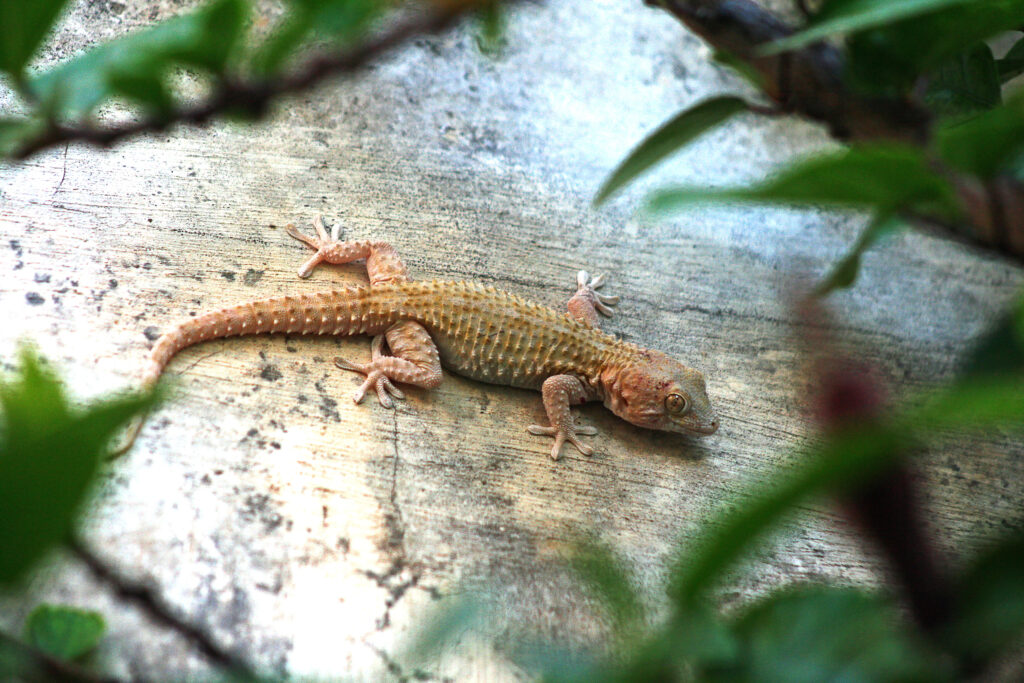 A Mediterranean House Gecko is resting on a wide rock.