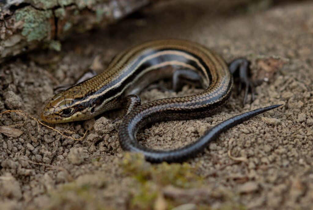 A Northern Prairie Skink is standing on the ground.