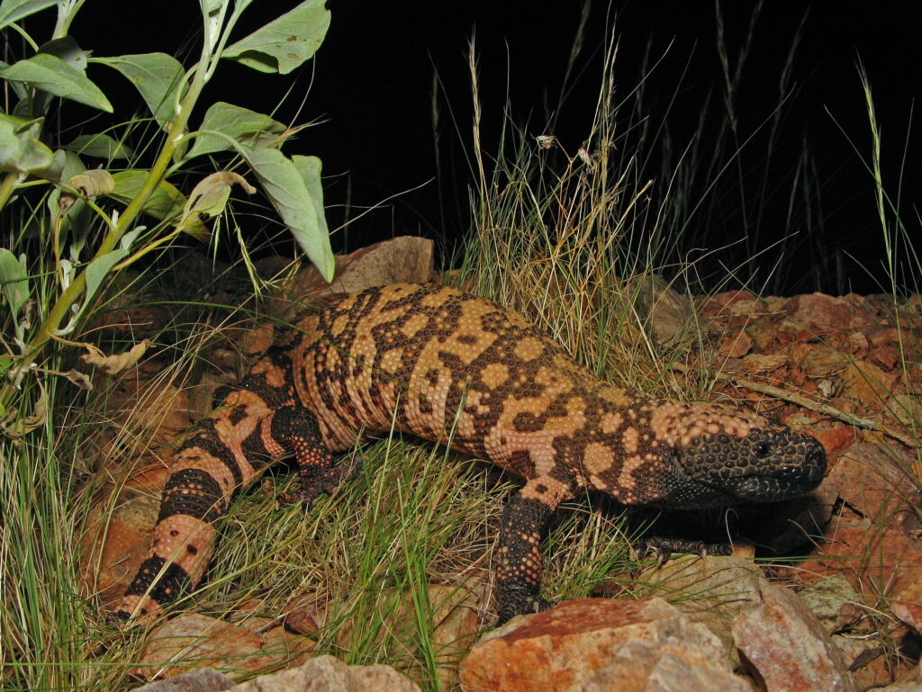 A Reticulated Gila Monster is standing on a rocky surface with some green grass in places.