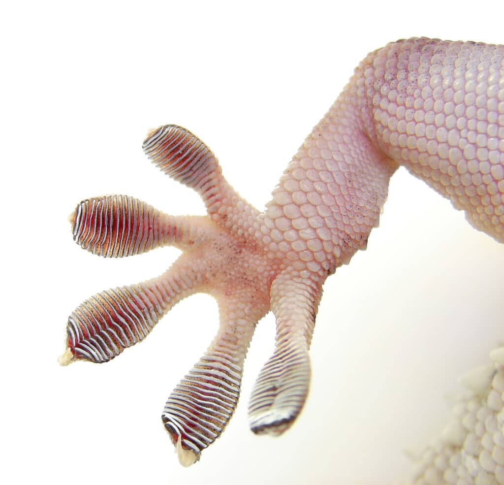 A close up of the bottom of the foot of a Ringed Wall Gecko.