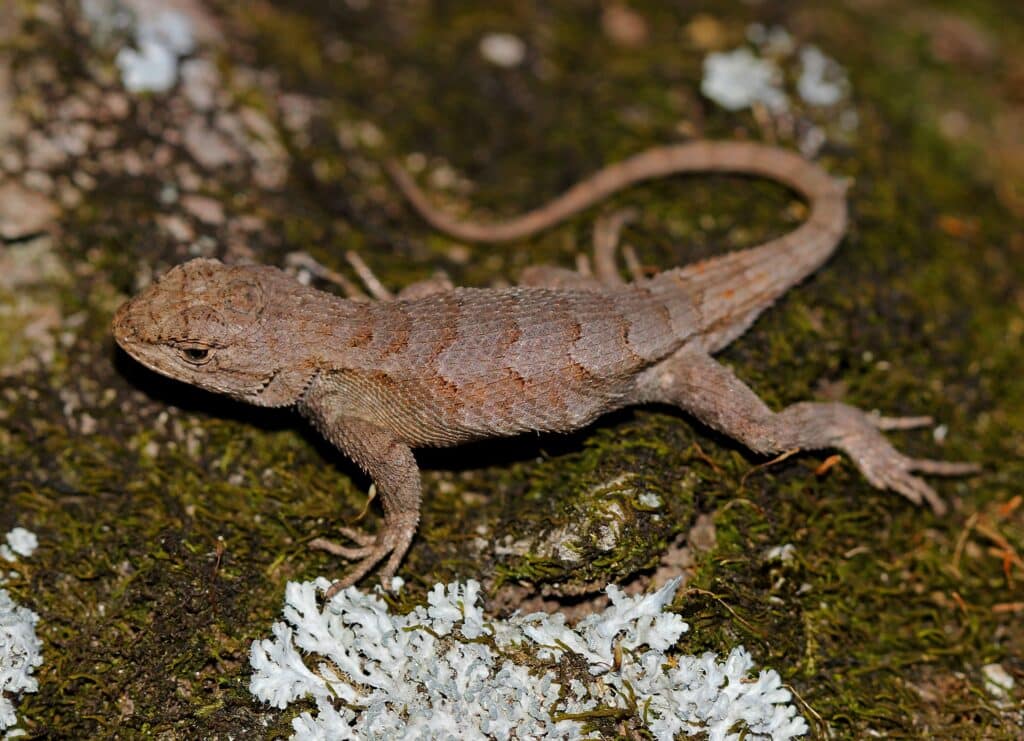 A Southern Prairie Lizard is standing on the ground.