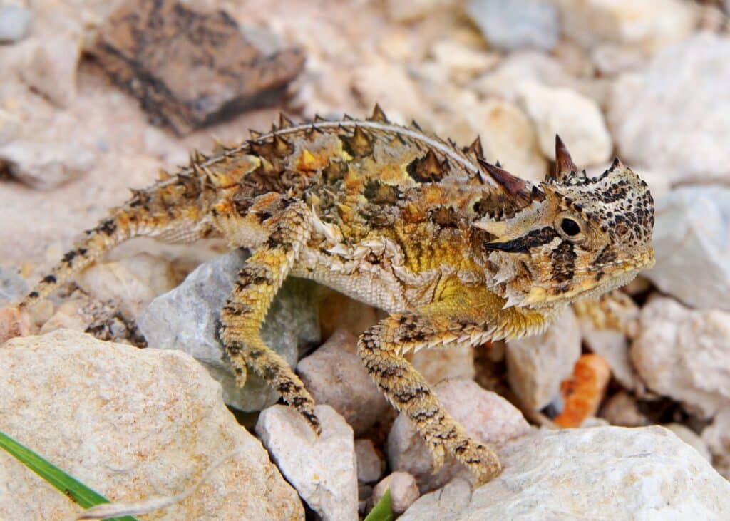 A Texas Horned Lizard is standing on rocks.