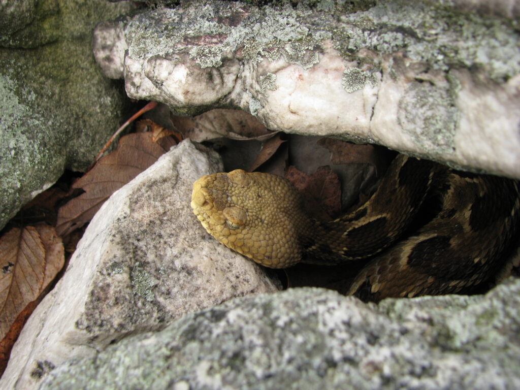 A Timber Rattlesnake is looking out from a pile of rocks it is in.
