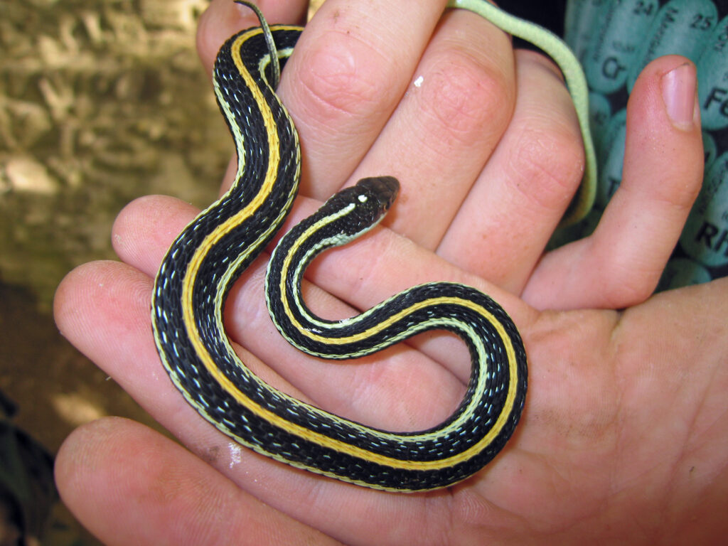 A small Western Ribbon Snake is lying on the palm of a hand.