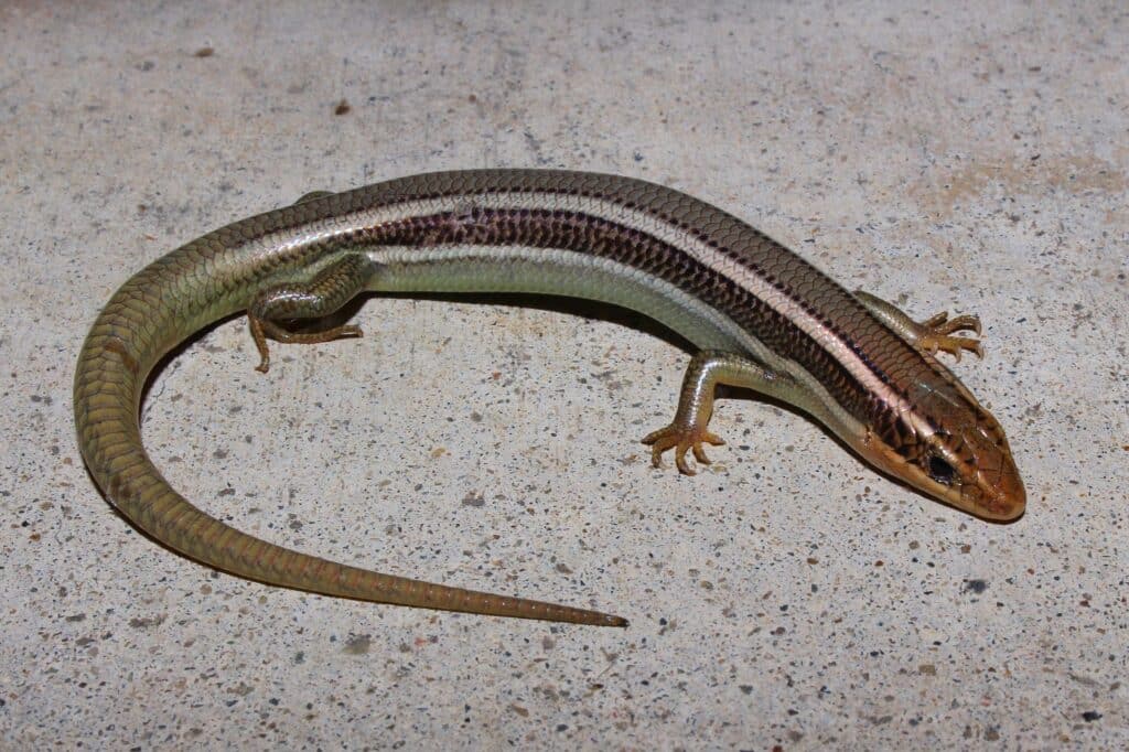 An adult Western Skink is standing on a gray surface.