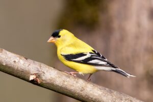 An male American Goldfinch is standing on a small tree limb, as seen from the side.