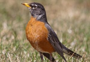 An American Robin is standing on grass.