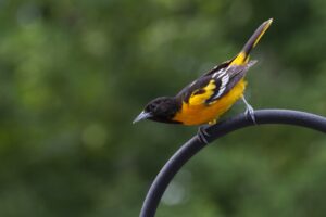 A male Baltimore Oriole is standing on the top of a round wrought iron rail.