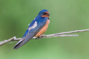 A Barn Swallow is perched on a thin branch.