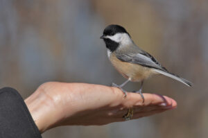 A Black-capped Chickadee is standing on the palm of a human hand, as seen from the side.