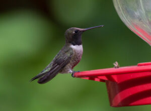 A Black-chinned Hummingbird is standing on a hummingbird feeder, as seen from the side.